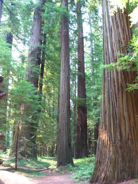 <i><b>335-Ave of the Giants</b></i>